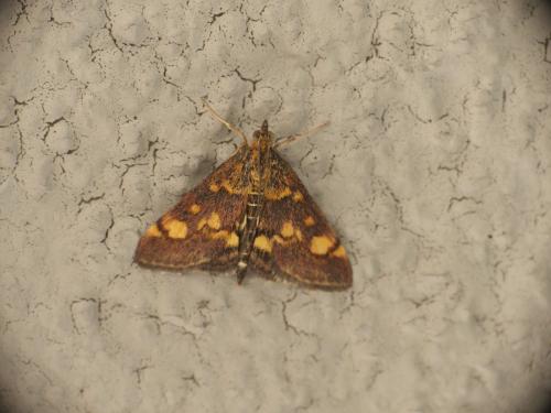 Réf. 275 552 : Pyrausta aurata